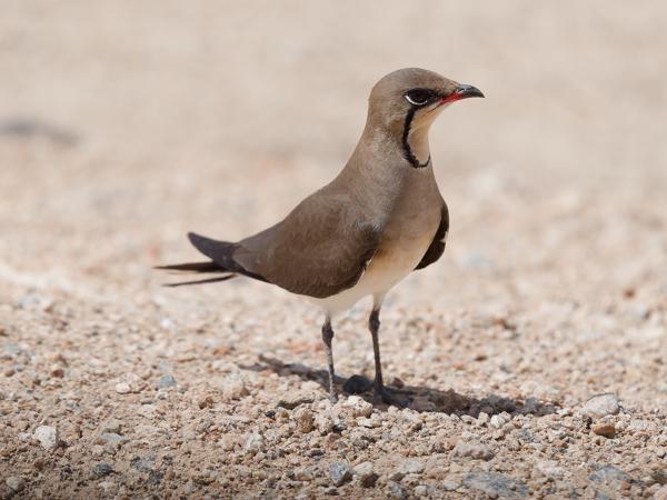 <h3><a href="/trips/tanzania/biota/animalia/chordata/aves/024 charadriiformes/016 glareolidae/glareola pratincola/glareola pratincola-nl.html">Glareola&nbsp;pratincola</a> / Collared&nbsp;pratincole / Vorkstaartplevier</h3>OM-1 Mark II met OLYMPUS M.150-400mm F4.5, 1/2000 sec  bij F4.5, ISO 250, afstand 4.31&nbsp;m